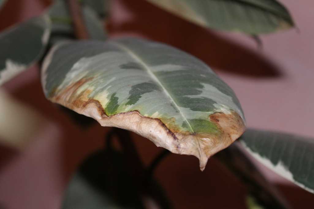 Цветок спатифиллум: почему чернеют листья, что делать