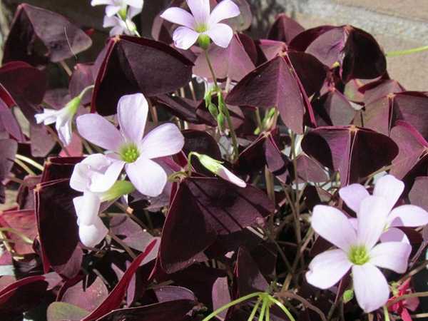 Комнатные цветы с фиолетовыми и красными листьями: названия, описание, уход