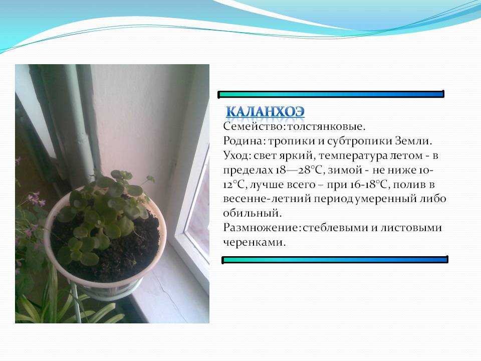 Почему не цветет каланхоэ: что делать и как заставить цвести? советы по уходу - sadovnikam.ru