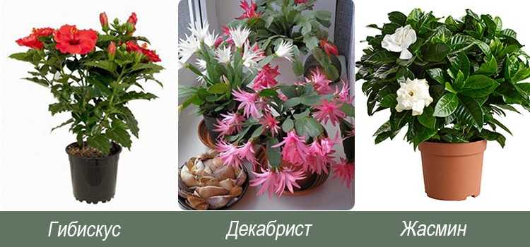 Выбор комнатных растений: советы начинающим цветоводам