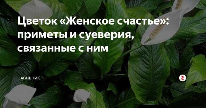 Спатифиллум: как заставить цвести растение, что делать? - sadovnikam.ru