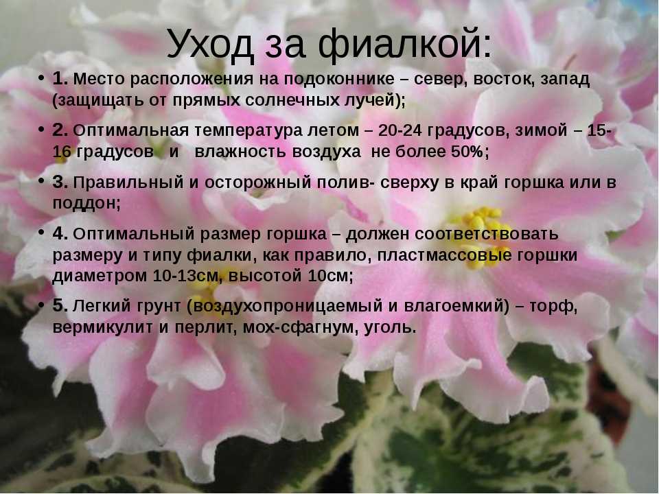 Как выращивать и размножать сенполии, или узамбарские комнатные фиалки на supersadovnik.ru