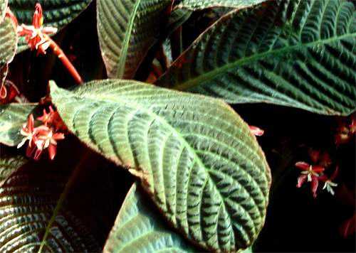 Гофмания блестящая (hoffmannia refulgens) — описание, выращивание, фото
