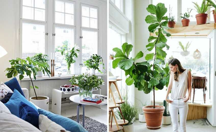 Как очистить воздух в квартире с помощью растений?