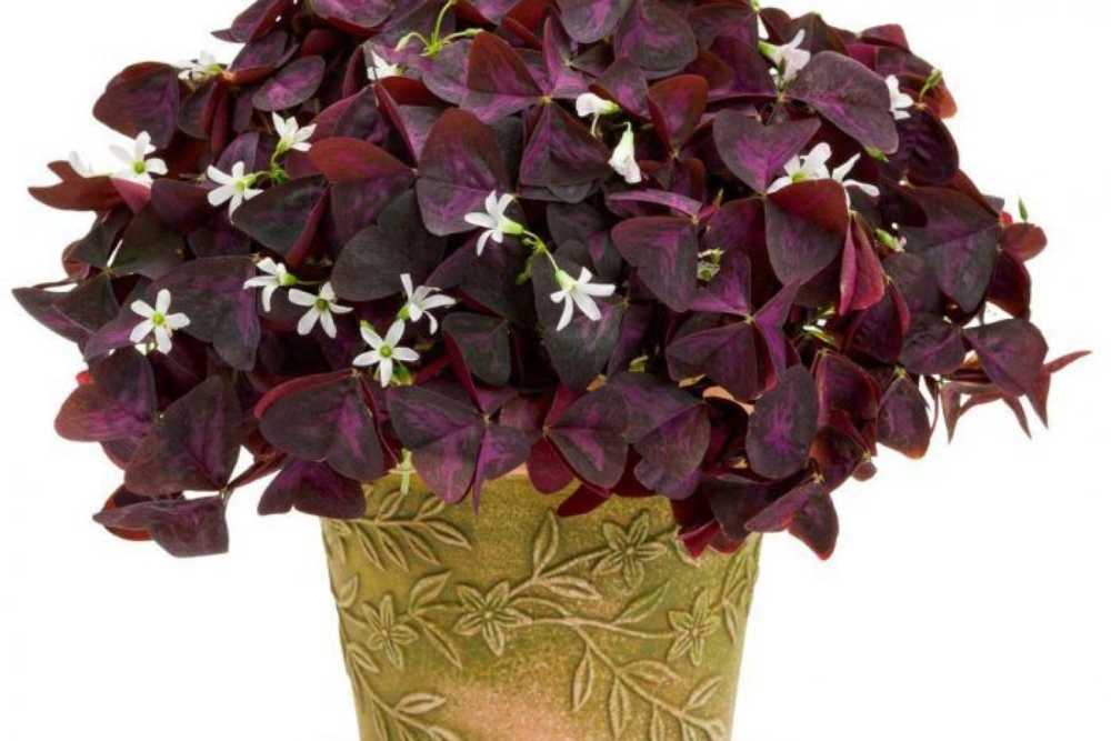 6 лучших комнатных цветков с фиолетовыми листьями
