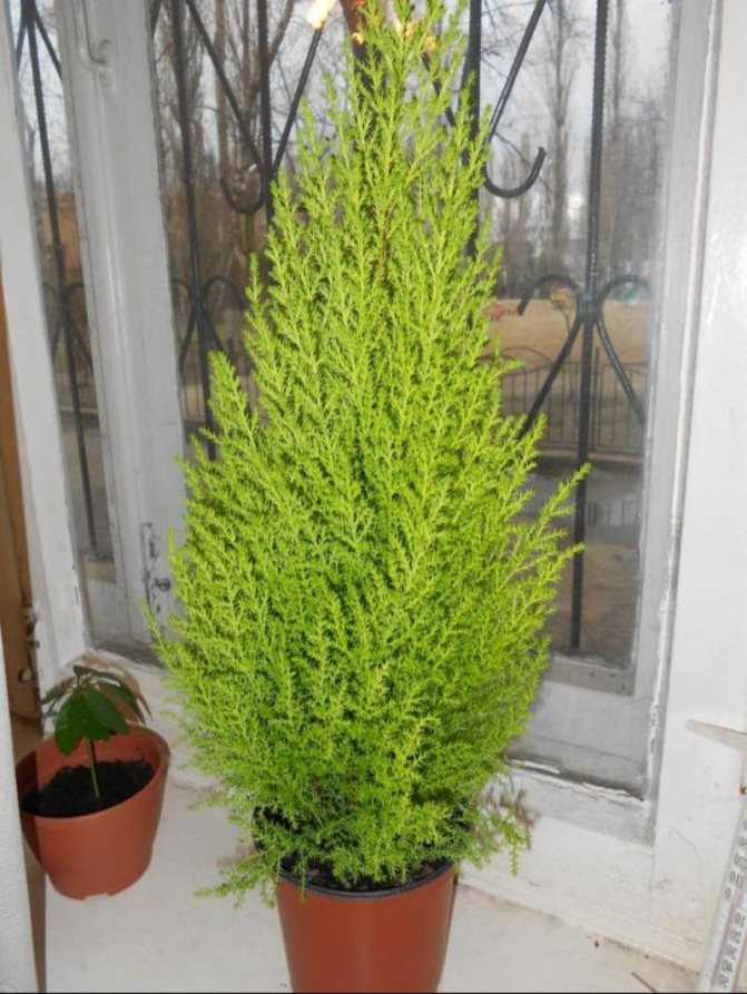 Кипарис – грациозное растение, полезное для здоровья. описание 10 сортов подходящих для выращивания в домашних условиях, уход и размножение (50 фото & видео) +отзывы