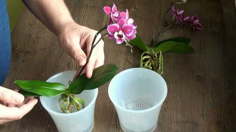 Куда поставить орхидею в квартире: какие места лучше для ее выращивания, где она должна находится возле окна, можно ли держать в кухне на холодильнике?дача эксперт