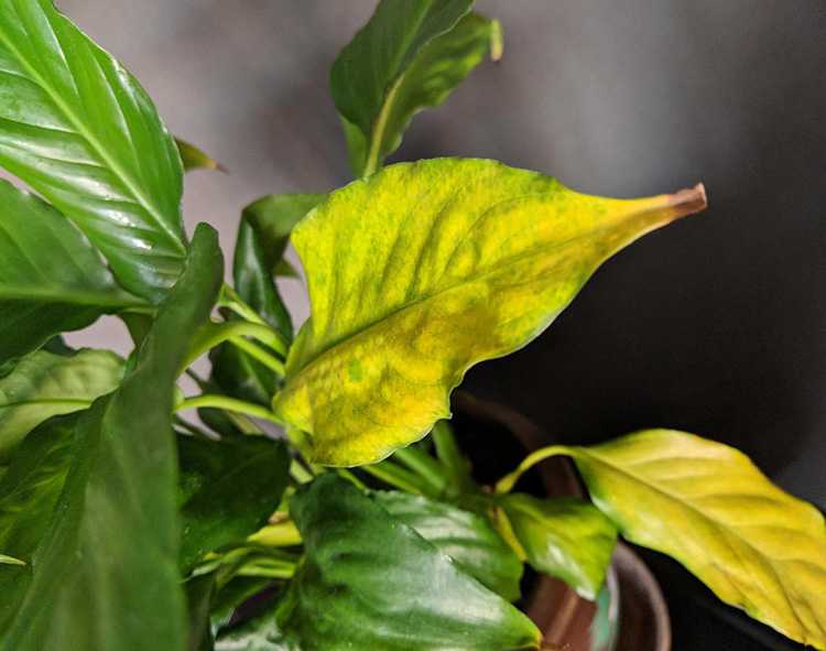 Почему желтеют листья у комнатных растений: переувлажнение, сквозняки, солнечный ожог
