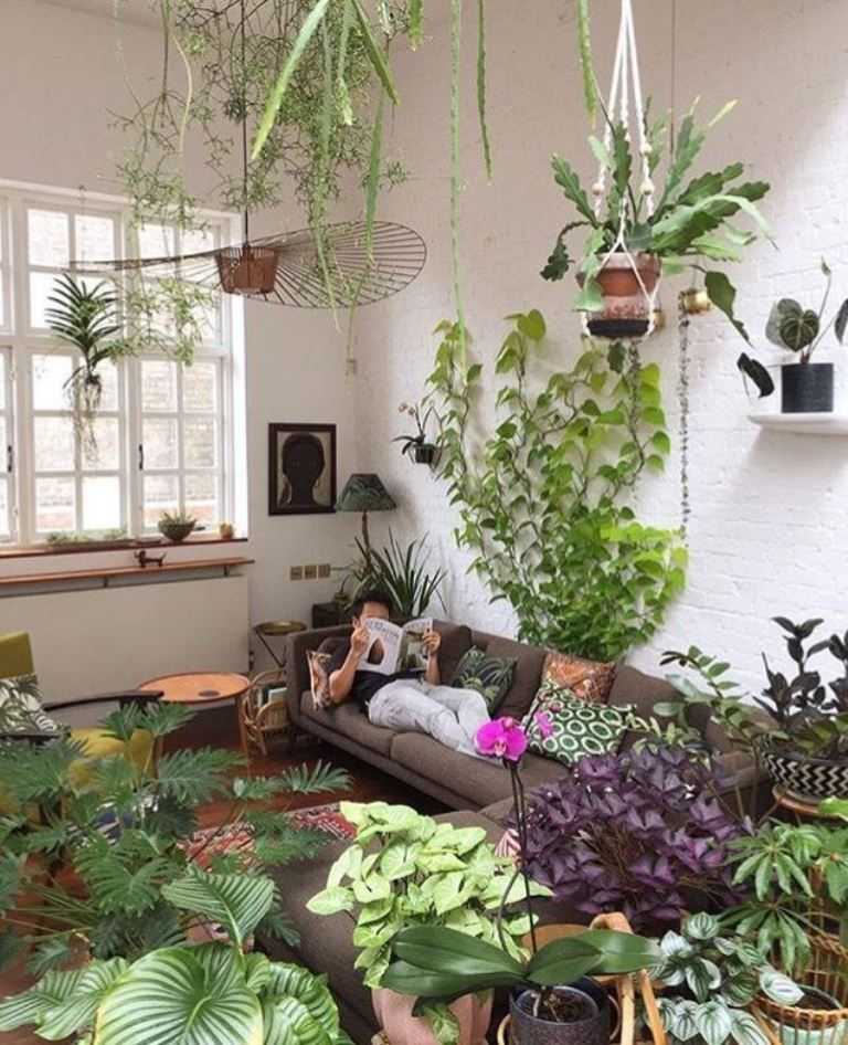 Лучшие виды вьющихся и ампельных комнатных растений в домашнем интерьере