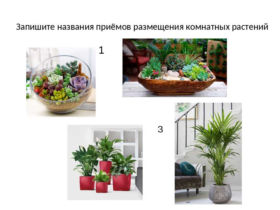 Выбираем неприхотливые комнатные растения для кухни