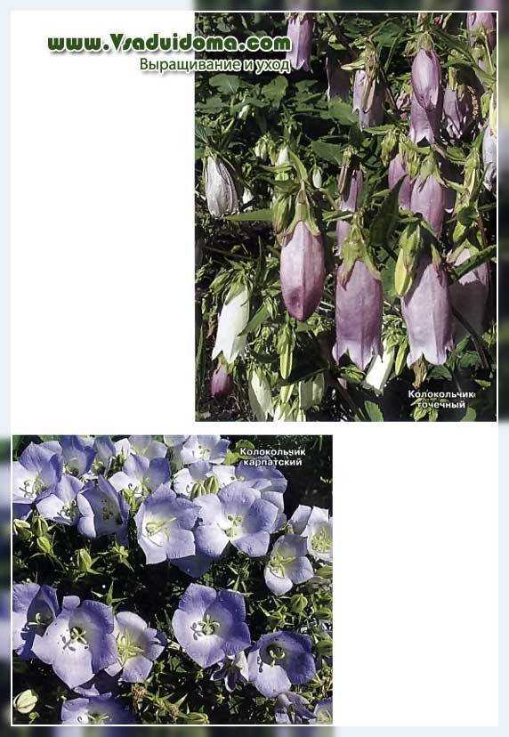 Колеус (39 фото): правила посадки и ухода в открытом грунте. размножение комнатного цветка в домашних условиях. использование декоративного растения в ландшафтном дизайне