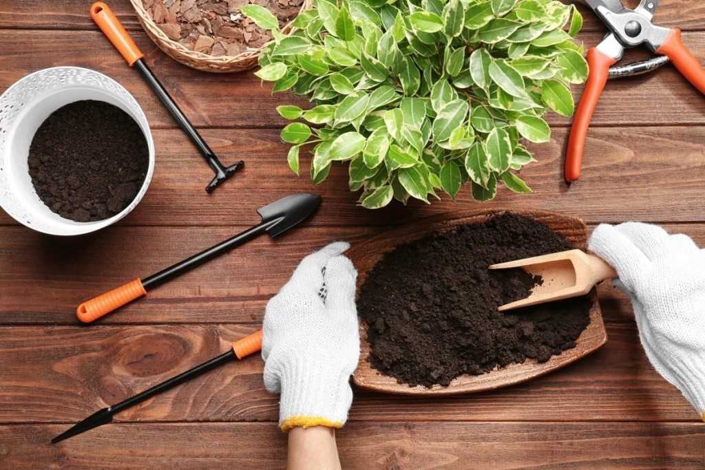 Как ощелачивать почву для комнатных растений - строим дом prombaza.su