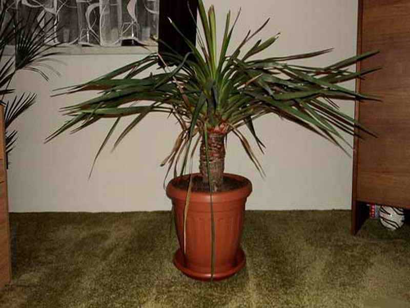 Комнатное растение дерево счастья. 10 комнатных растений, приносящих счастье и благополучие в дом | дачная жизнь