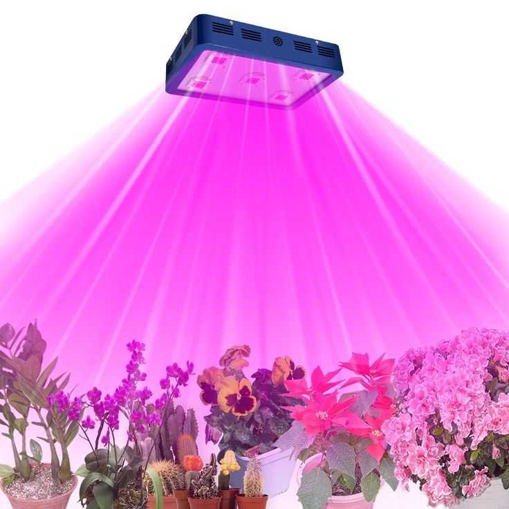 Ультрафиолетовая лампа для растений: выбираем уф-лампу для выращивания комнатных цветов. фитолампа домашнего использования – что это такое?