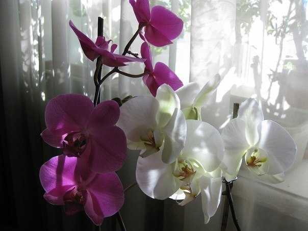 Куда лучше ставить орхидею в квартире?