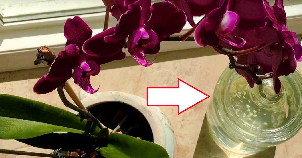 Возможно ли размножение орхидей воздушными корнями?