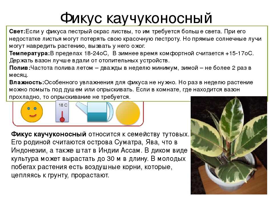 Растение подобное лиане — фикус «ползучий»