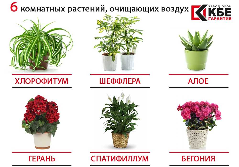 Комнатные растения, которые очищают воздух