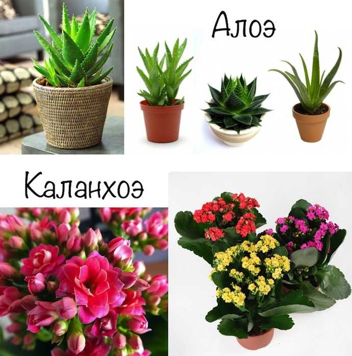 Неприхотливые комнатные растения с фото и названиями, цветущие круглый год
