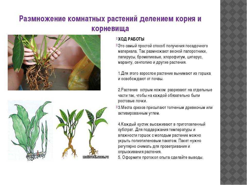 Уход за комнатными растениями в домашних условиях (21 фото): как посадить суккулент и другой цветок в горшок? технология выращивания