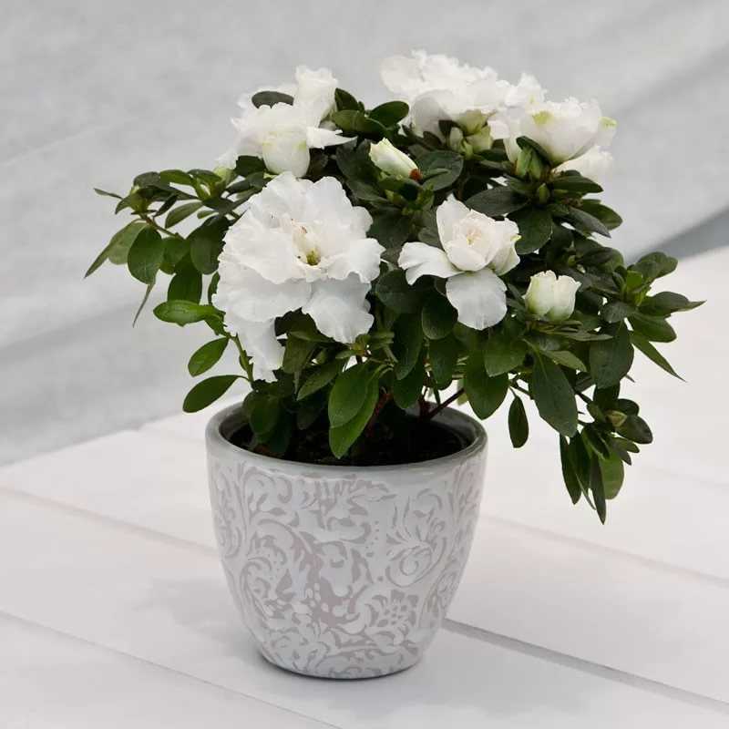 Комнатные растения с белыми цветами очаровывают своей нежностью и изяществом. Чем примечательны домашний гемантус белоцветковый, хойя, азалия и другие Как называется цветок, похожий на каллу