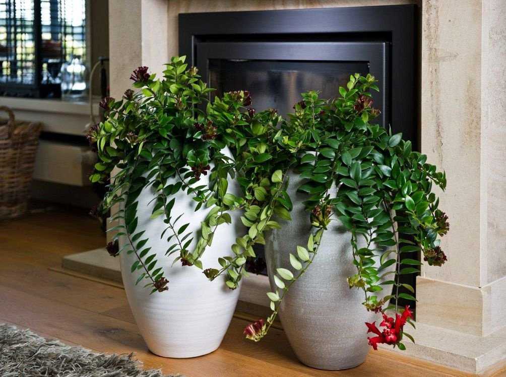Уход за декоративно-лиственными комнатными растениями в домашних условиях + фото