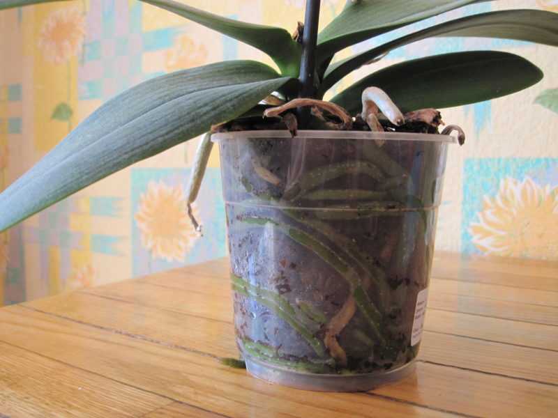 Горшки для орхидей, какой лучше, сравниваем по материалу и размеру