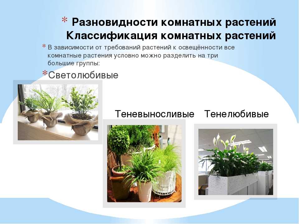 Комнатные растения в интерьере гостиной, детской, кухни и спальни с фото