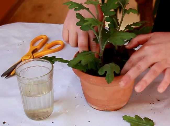 Хризантема домашняя: описание, сорта, выращивание в горшках, уход и размножение, возможные болезни (40+ фото & видео) +отзывы