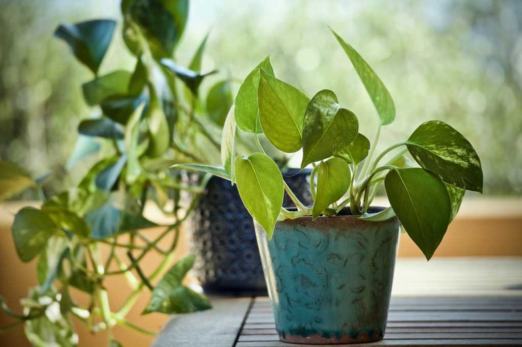 Комнатные растения, очищающие воздух (28 фото): какие домашние цветы хорошо чистят воздух в квартире? сколько их нужно для очистки дома?