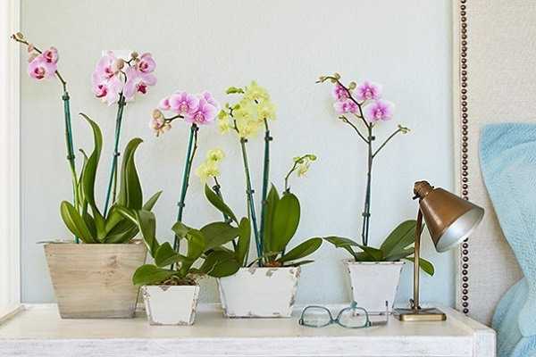 Мастер-класс орхидеи фаленопсис phalaenopsis  пересадка