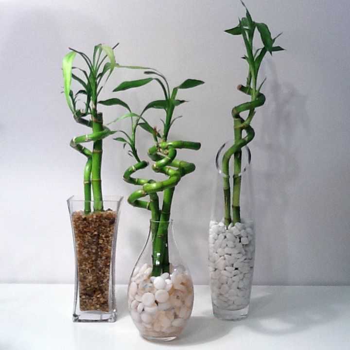 Драцена сандера - фото неприхотливого комнатного растения. особенности и тонкости ухода