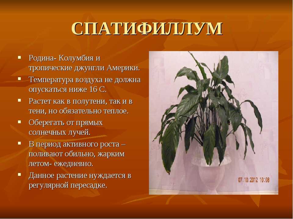 Спатифиллум «Купидо» – это растение, которое подойдет как для опытного садовода, так и для новичка. Что говорится в обзоре разновидностей подобного растения, таких как «Сильвер», «Перл», «Компакта» Как ухаживать за спатифиллумом в домашних условиях