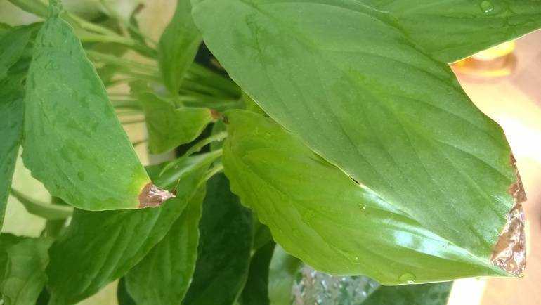 Почему чернеют листья у спатифиллума?