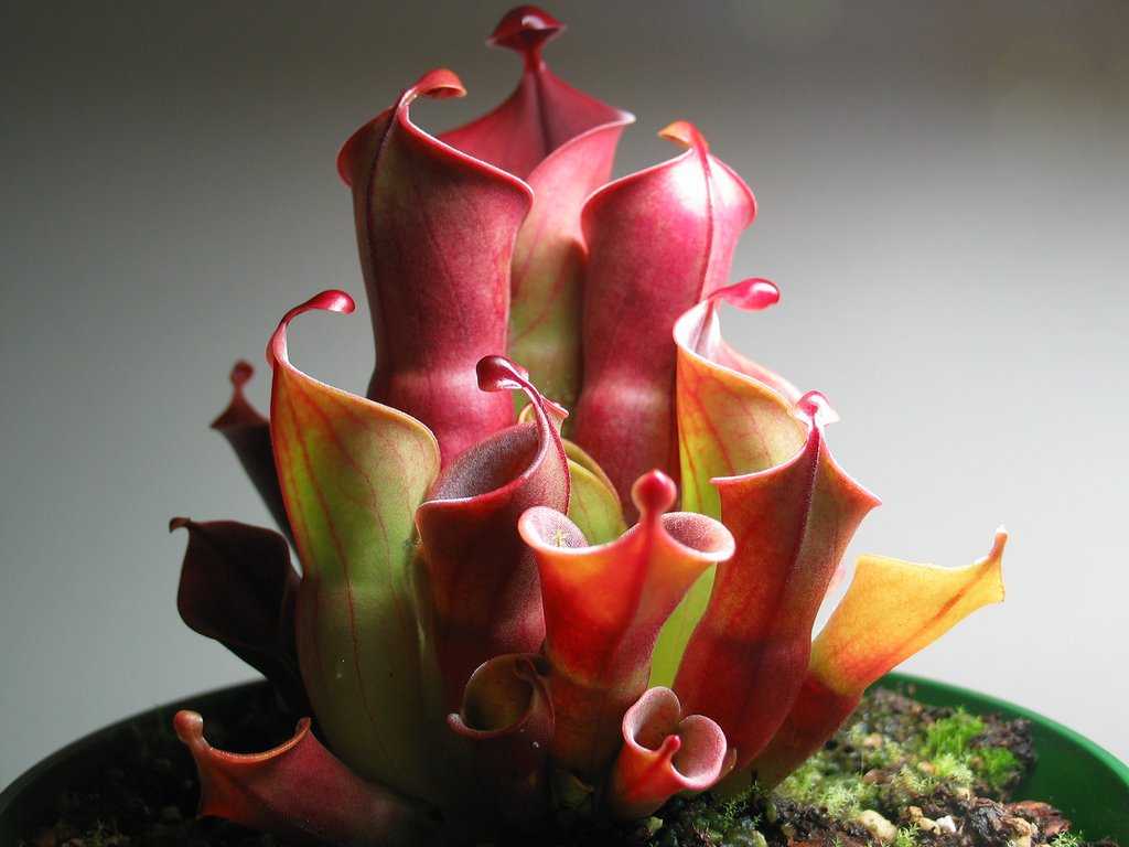 Необычные комнатные растения: разновидности экзотических растений, названия редких цветов