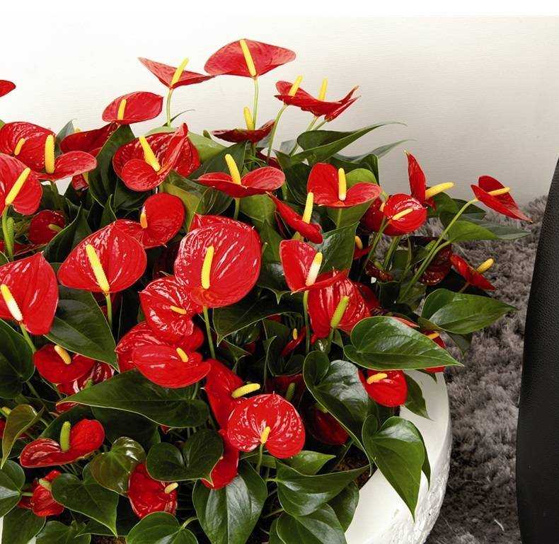 8 популярных комнатных цветов с красными цветками