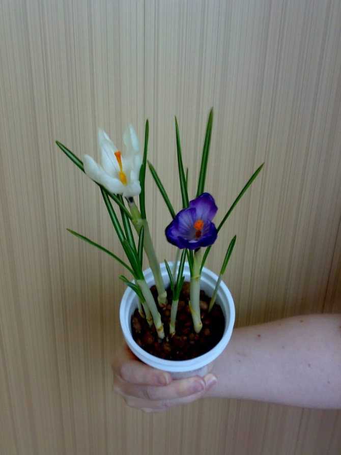 Крокус - фото цветка, посадка и уход в открытом грунте и дома, в горшке, описание видов растения