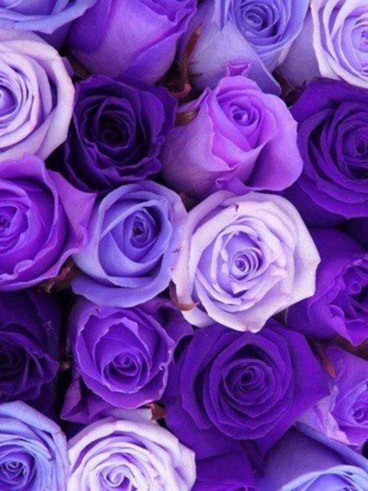 Фиолетовая спальня (93 фото): обои на стенах в дизайне интерьера, комната в серо-фиолетовом и лиловом, фиолетово-белом и темно-фиолетовом тонах. с какими еще цветами сочетается фиолетовый?