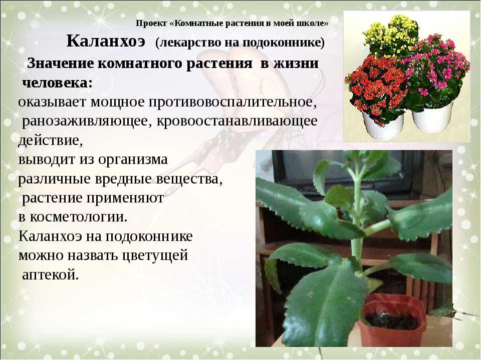 Каланхоэ каландива: фото и описание, уход в домашних условиях - sadovnikam.ru