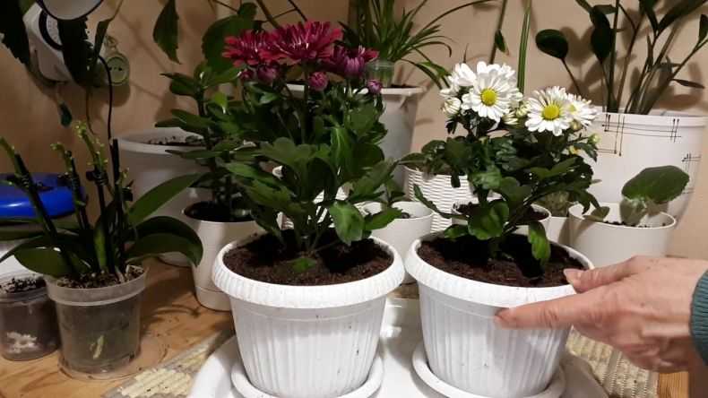 Комнатная хризантема: уход в домашних условиях