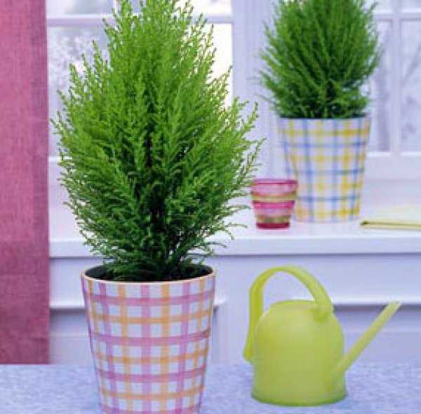 Растение кипарисовик – уход в домашних у словиях
