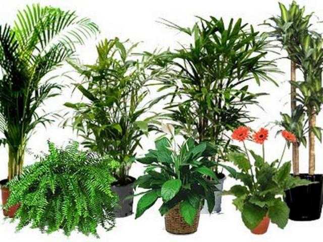 Комнатные растения, очищающие воздух