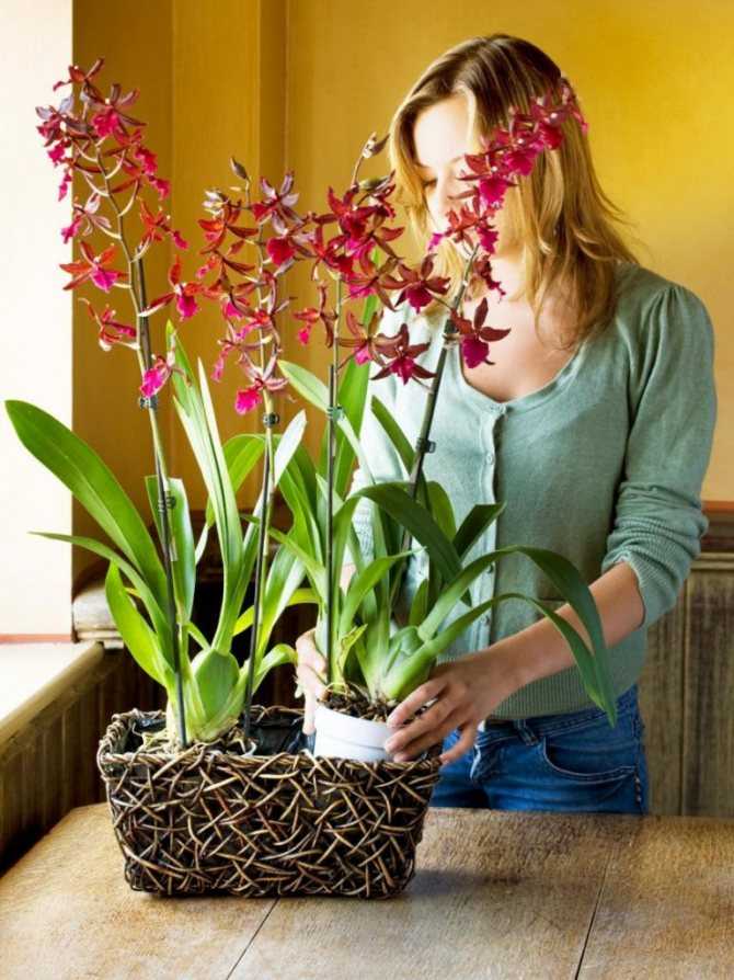 Орхидея прекрасно смотрится в интерьере современной квартиры. Куда лучше ставить цветок В каких комнатах ему категорически не место Подоконник или журнальный столик – что удобнее для самого цветка