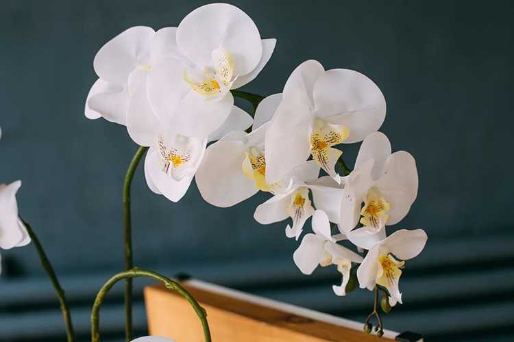 Уход за орхидеями в домашних условиях: как правильно ухаживать за этими комнатными цветами, всё про их болезни, содержание, разведение, подкормку, разновидности, а также фото и видео для начинающих