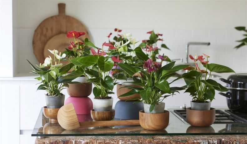 Маленькие комнатные цветы - популярные виды и сорта, их преимущества