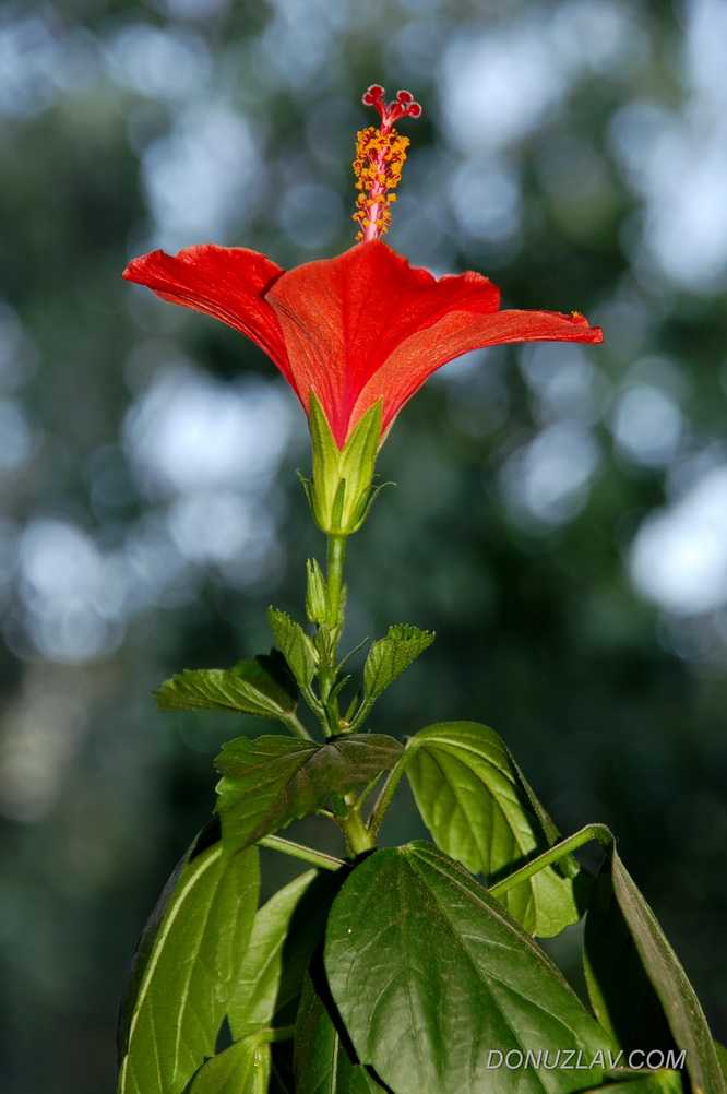 Домашний цветок с красными листьями название