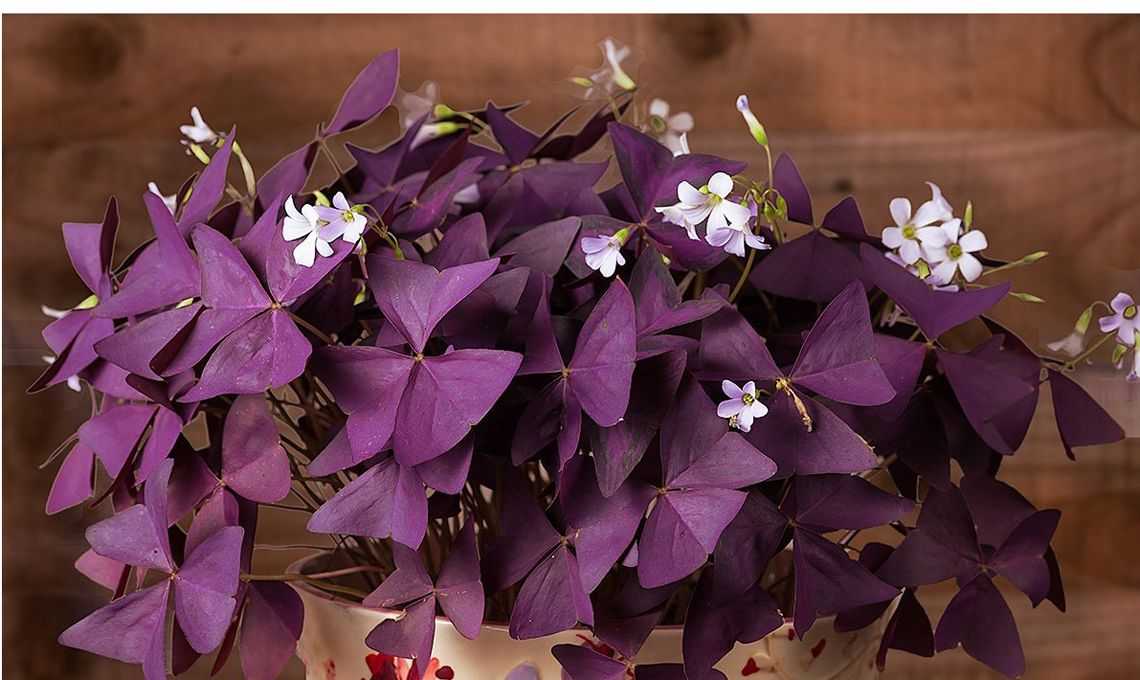 Комнатные цветы с фиолетовыми листьями. Самые популярные домашние растения с листьями фиолетовой окраски и их особенности. Основные правила ухода за комнатными растениями с листьями такого цвета.