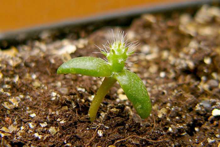 Интересно знать: сколько живут кактусы в домашних условиях и в природе? как ухаживать, чтобы продлить долголетие?