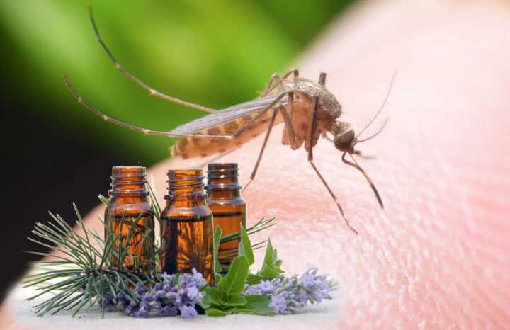 Народные средства от комаров и мошек для защиты на природе