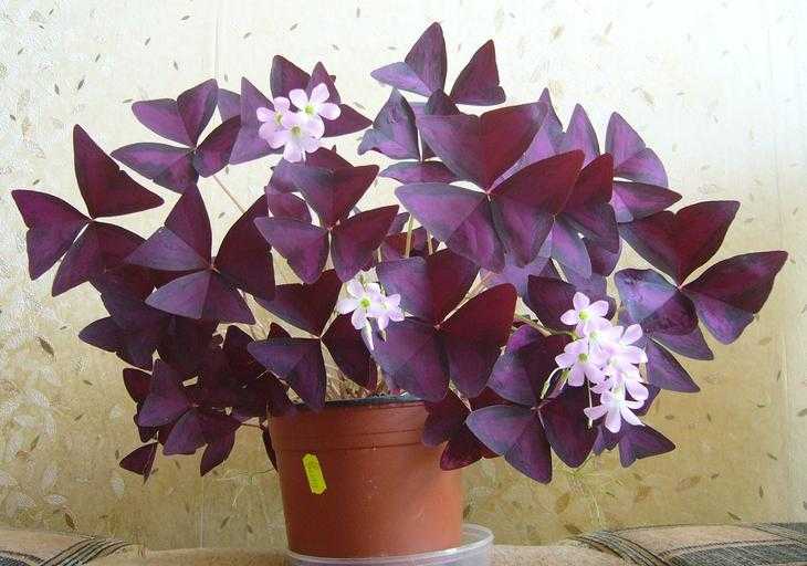 Растения и цветы с фиолетовыми и бордовыми листьями